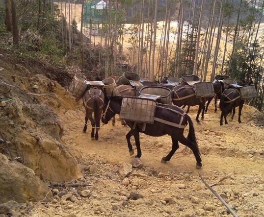 山东山区马队运输