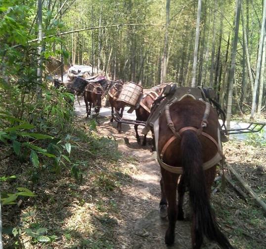 山东骡马运输公司