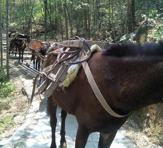 山东山路骡马运输