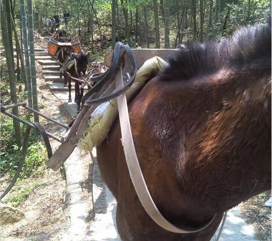 山东骡马队运输