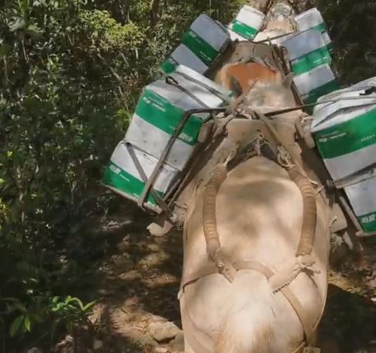 山东骡马山路运输