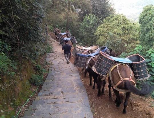 山东骡马运输电话