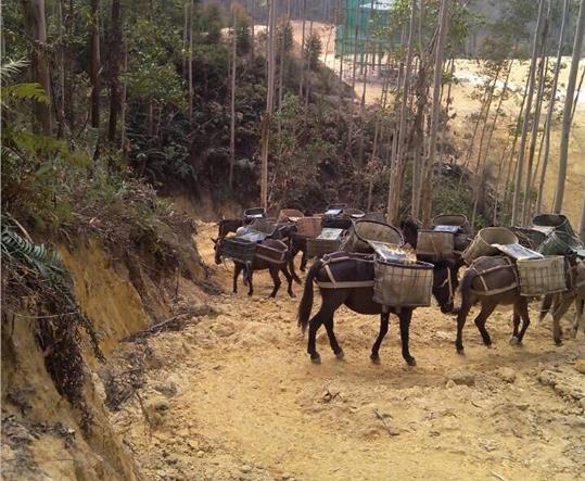 山东马帮山路运输