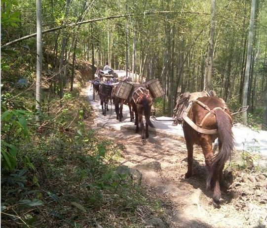 山东马帮运输电话
