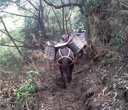 山东马帮运输公司