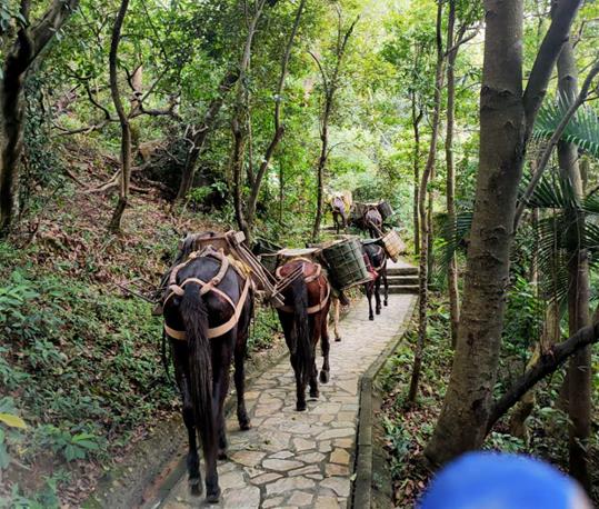 山东马队运输电话