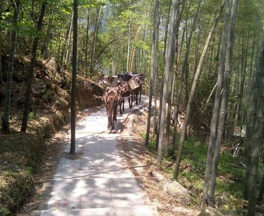 山东马队运输公司