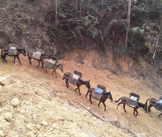 山东山路马帮运输