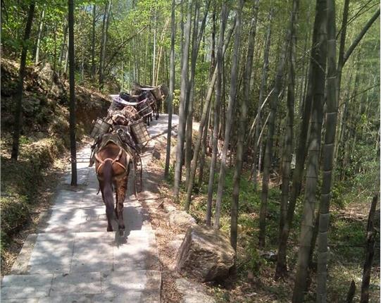 山东山区骡马运输